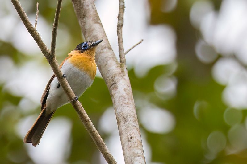 Frilled Monarch