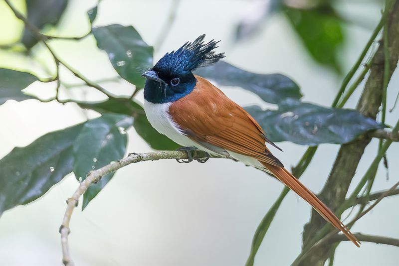Indian Paradise Flycatcher (f)