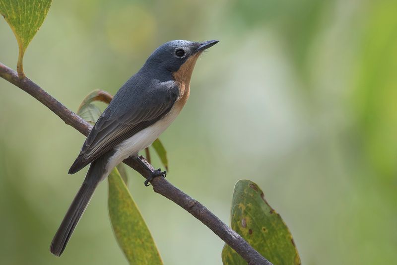 Leaden Flycatcher (f)