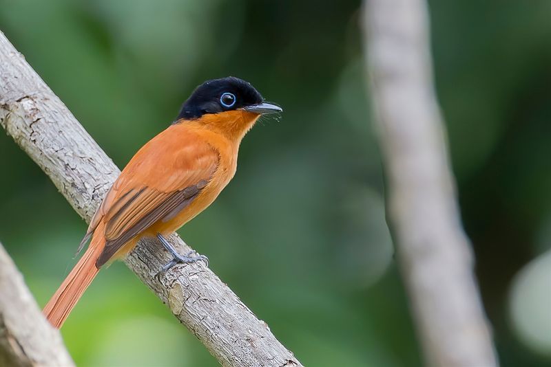 Malagasy Paradise Flycatcher (f)