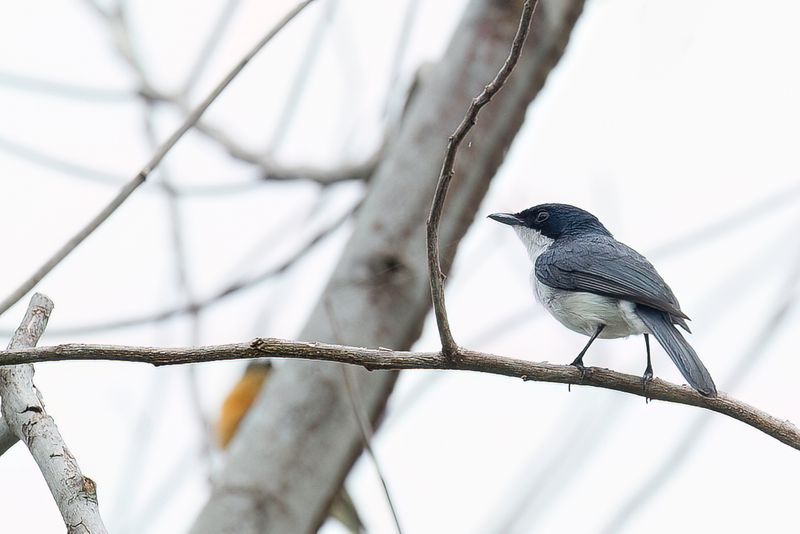 Moluccan Flycatcher (f)