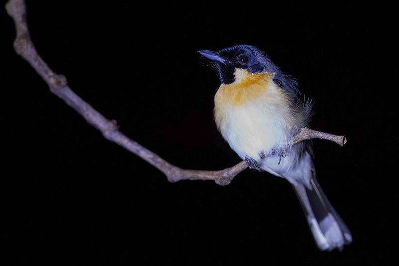 Moluccan Monarch (m)