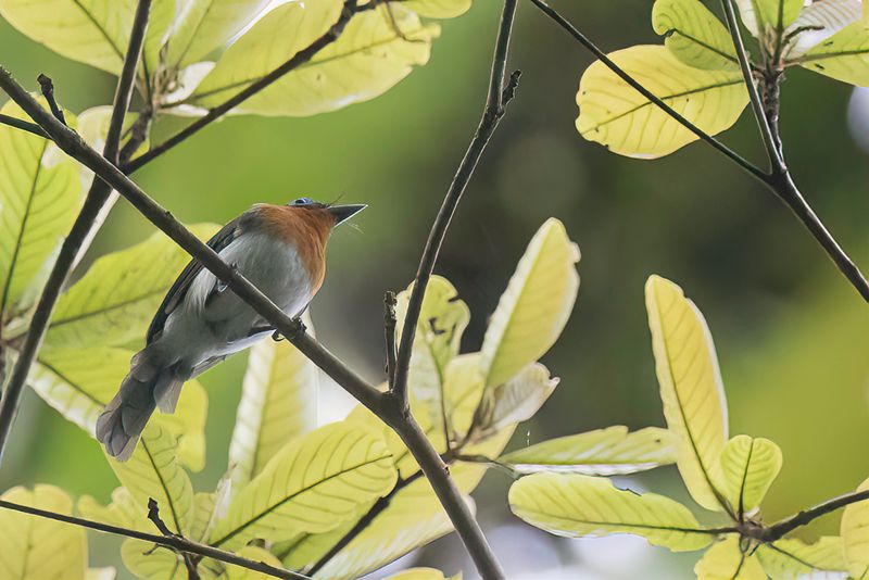 Ochre-collared Monarch (f)