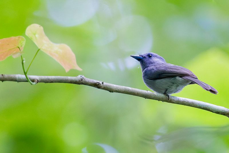 Pale-blue Monarch