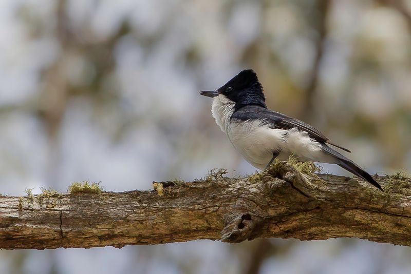 Restless Flycatcher