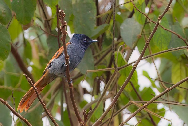 Rufous-vented Paradise Flycatcher (f)
