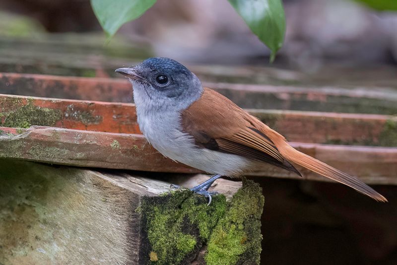 Sao Tome Paradise Flycatcher (f)
