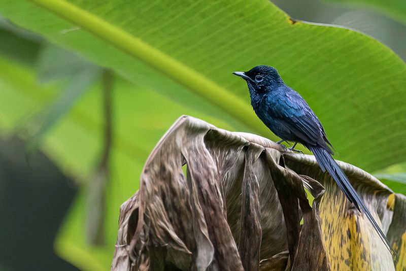 Sao Tome Paradise Flycatcher (m)