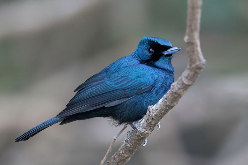 Shining Flycatcher (m)