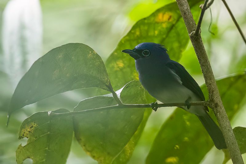 Short-crested Monarch