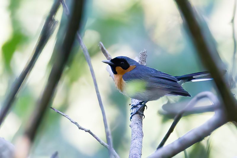 Spectacled Monarch