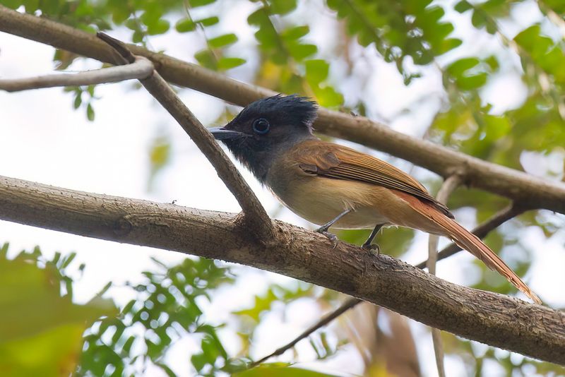 Tenggara Paradise Flycatcher (f)