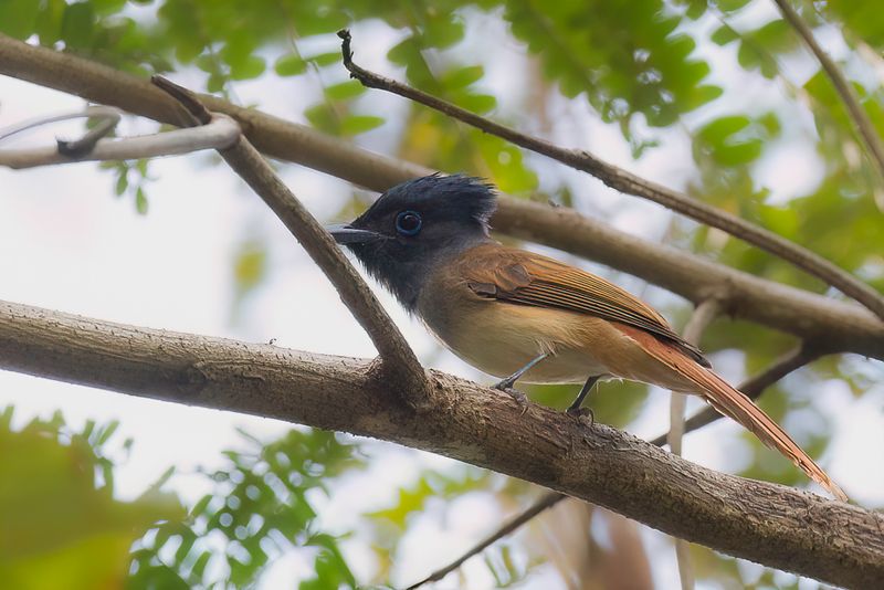 Tenggara Paradise Flycatcher (f)