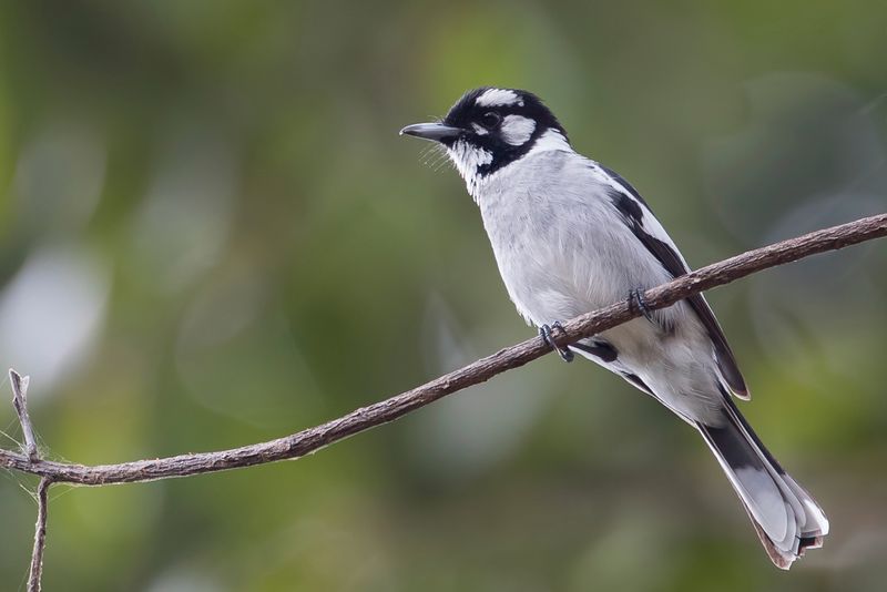 White-eared Monarch