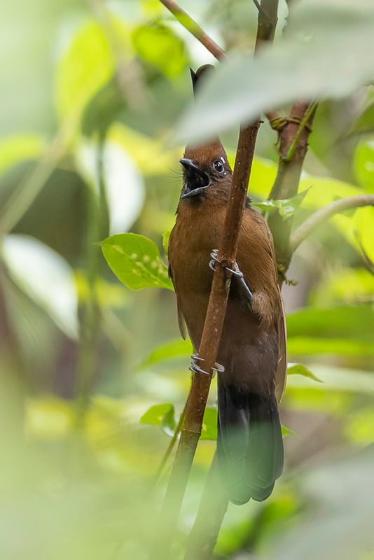 Crested Jayshrike