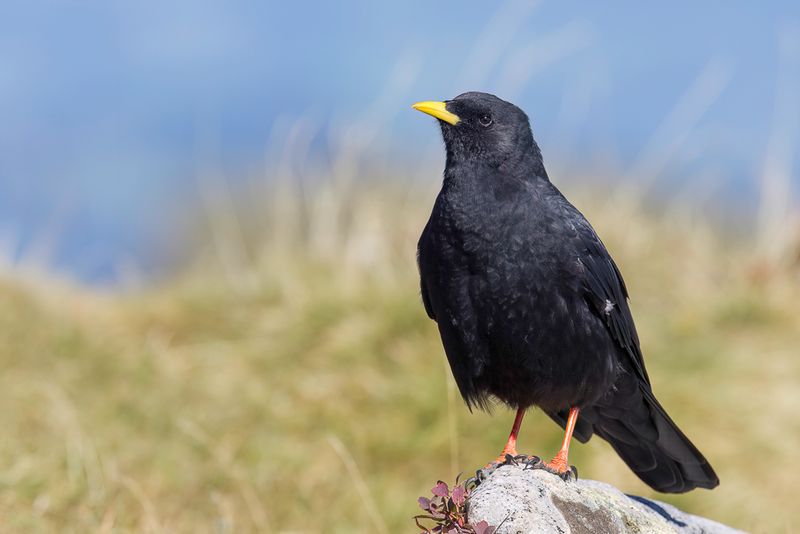 Alpine Chough
