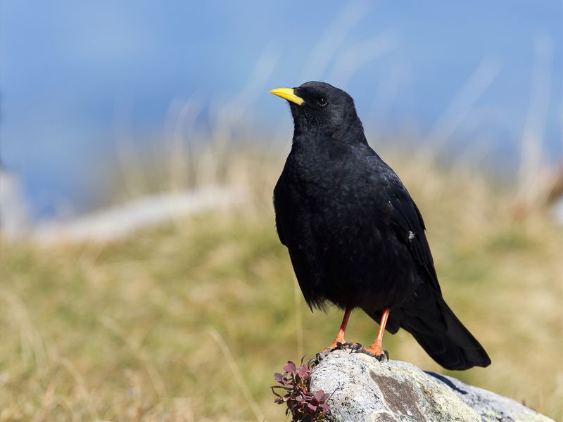 Alpine Chough