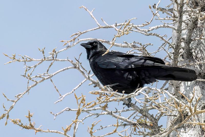 American Crow