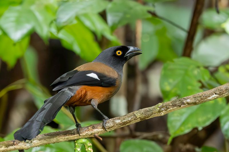 Andaman Treepie