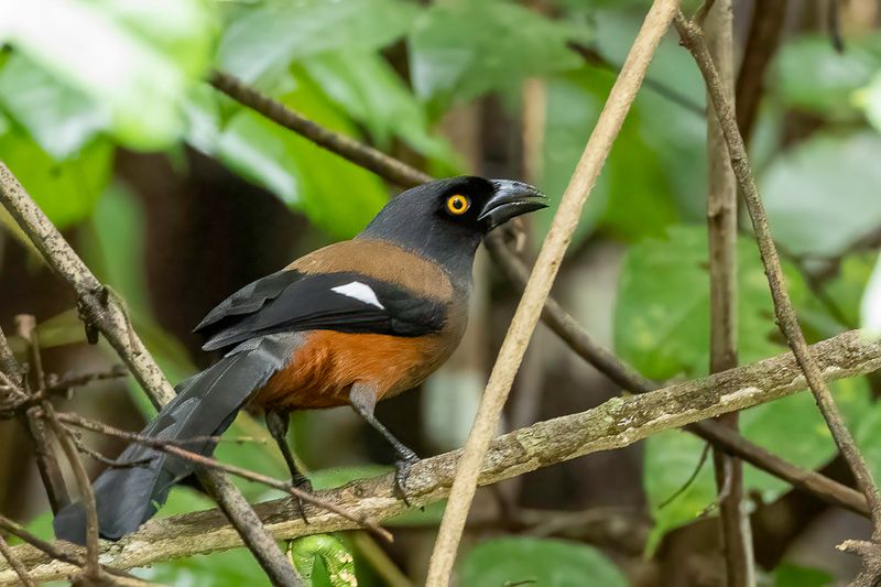 Andaman Treepie