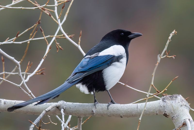 Black-billed Magpie