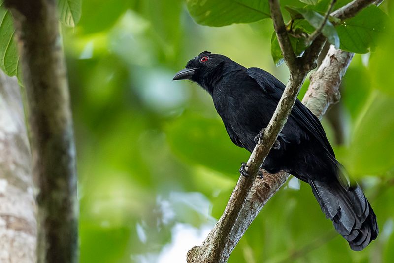 Bornean Black Magpie