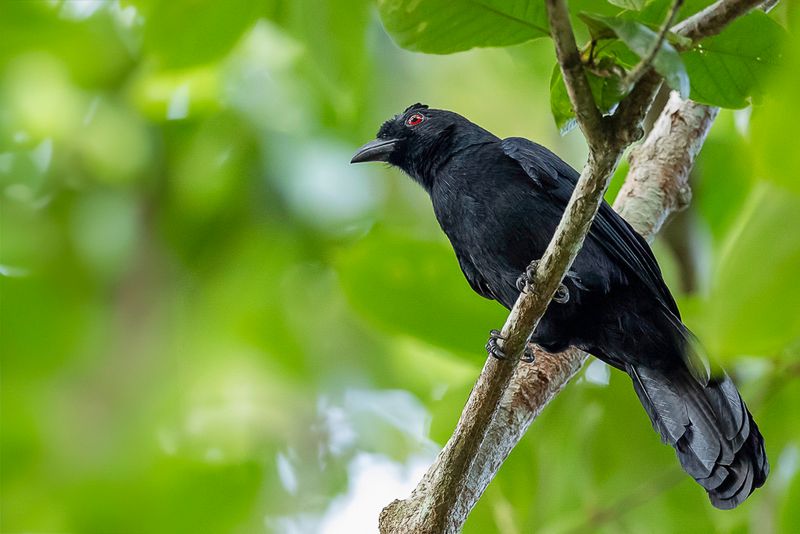 Bornean Black Magpie