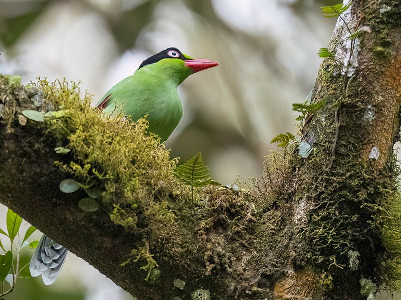 Bornean Green Magpie