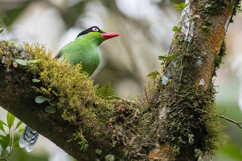 Bornean Green Magpie