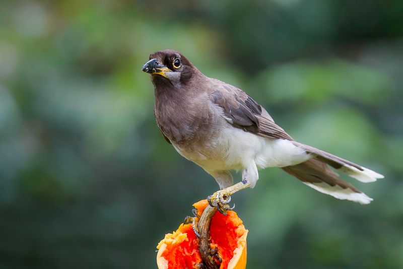 Brown Jay