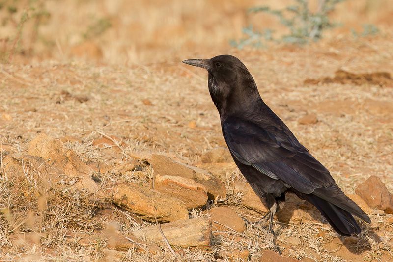 Cape Crow