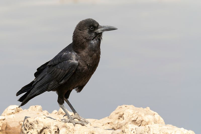 Cape Crow