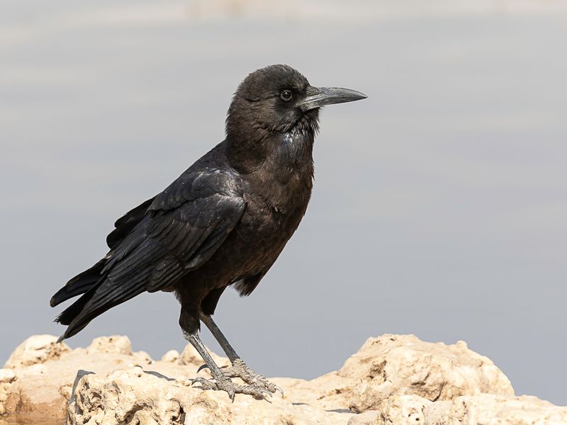 Cape Crow