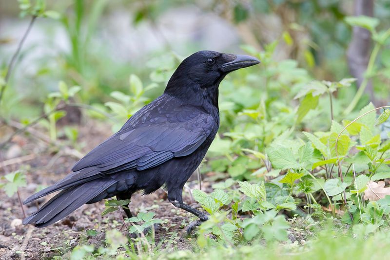 Carrion Crow