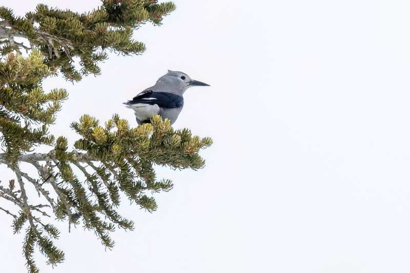 Clark's Nutcracker