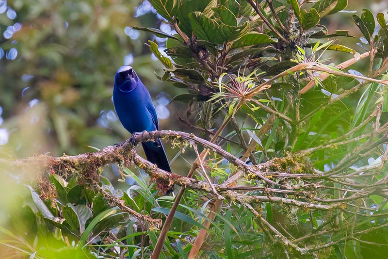 Collared Jay