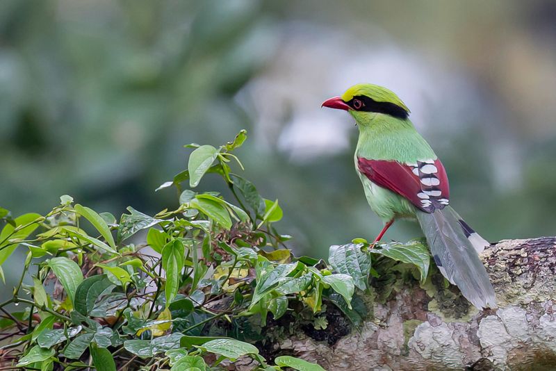 Common Green Magpie