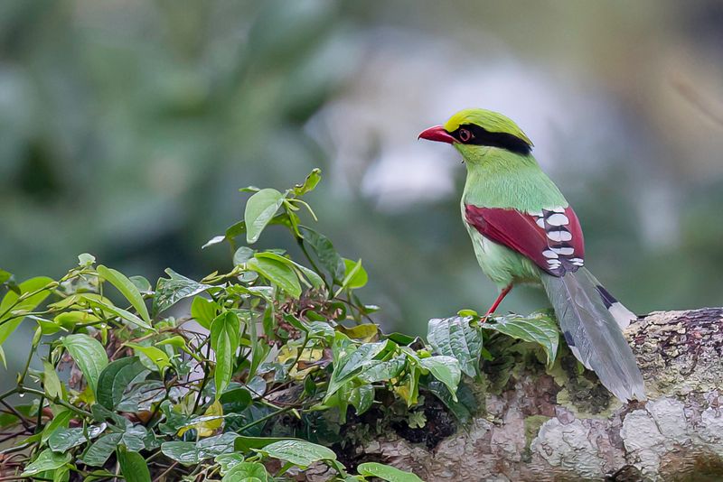 Common Green Magpie