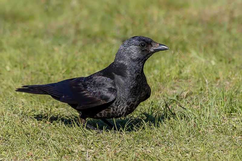 Daurian Jackdaw (imm)