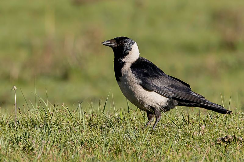 Daurian Jackdaw