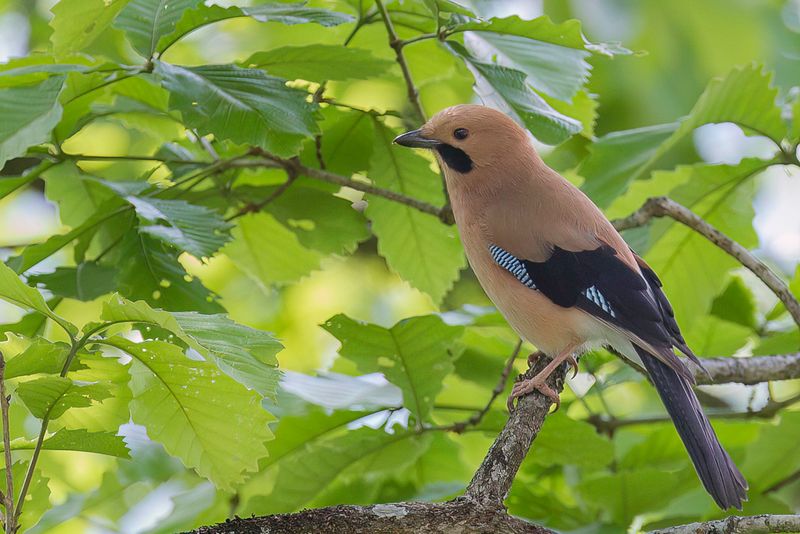 Eurasian Jay