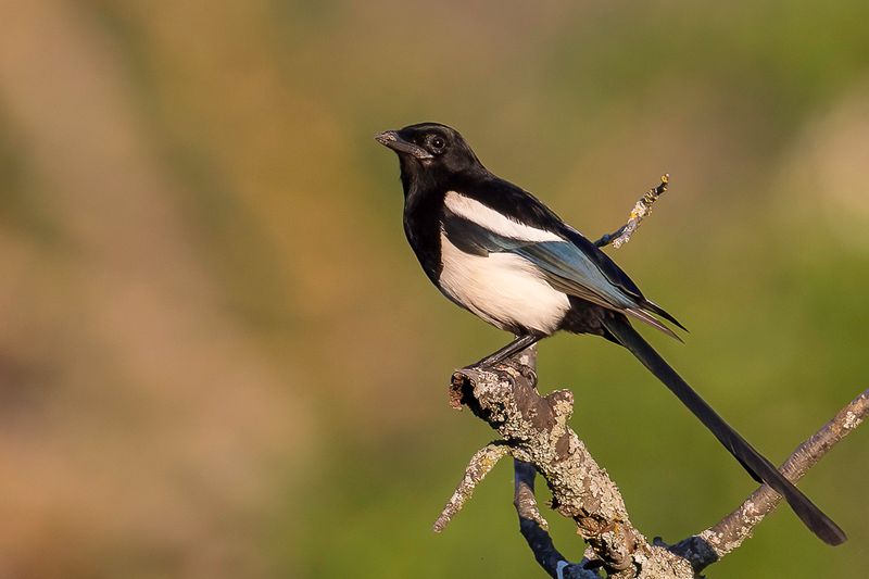 Eurasian Magpie