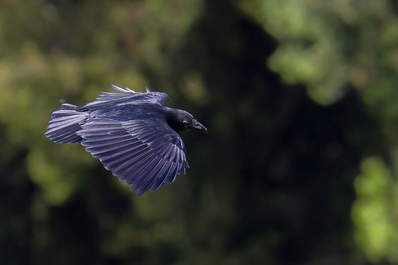 Fan-tailed Raven