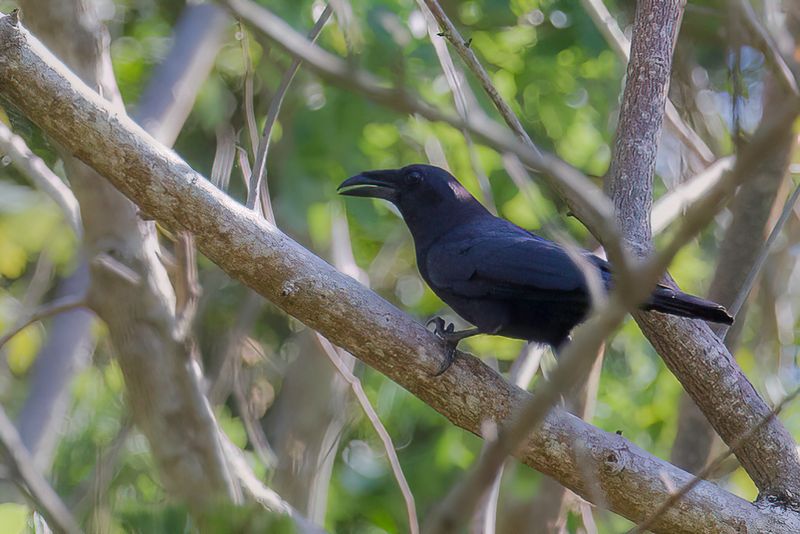 Flores Crow
