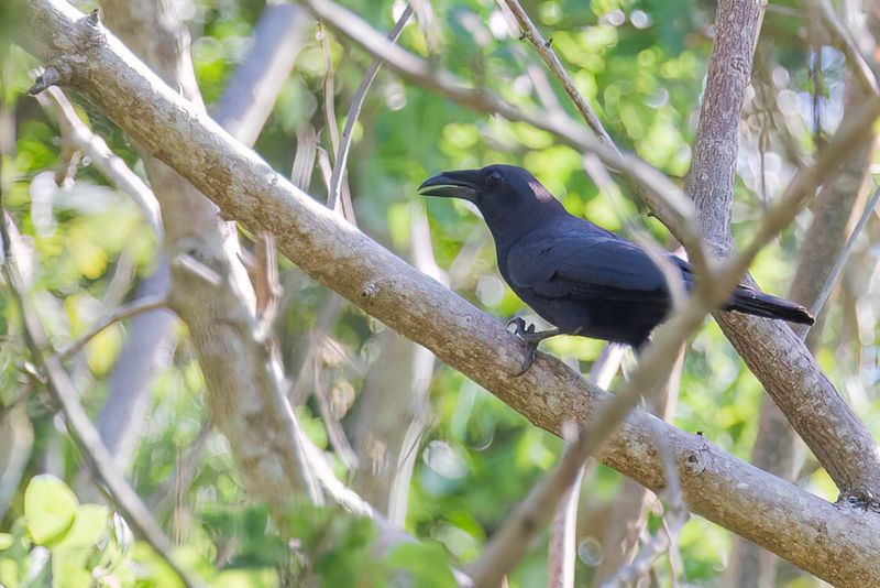 Flores Crow