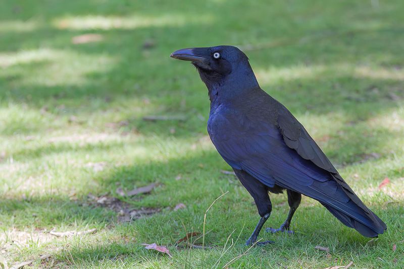 Forest Raven