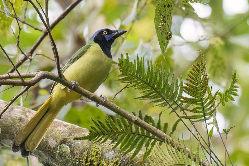Green Jay