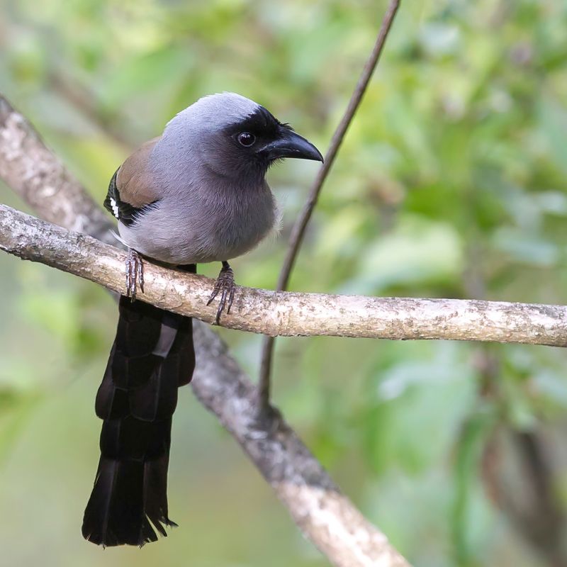 Grey Treepie