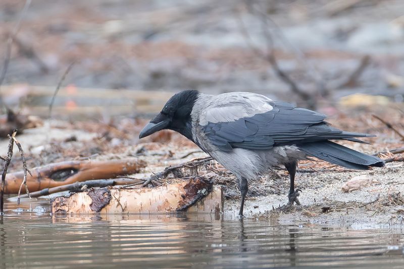 Hooded Crow