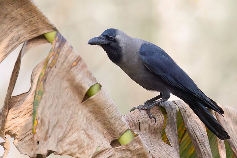 House Crow